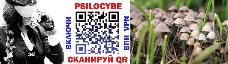 Псилоцибиновые грибы GOLDEN TEACHER где продают наркотики Бородино